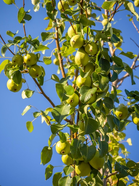 Photo green ripe pears pyrus on a branch close up