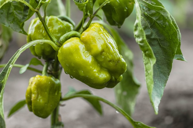 Green ripe pepper with water drops on plant. Summer harvest. Tasty vegetable. Organic and healthy food. Vegetarian nutrition.