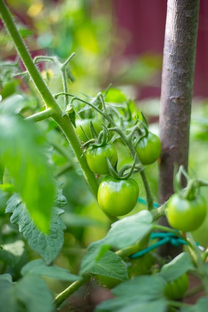 Green ripe tomatoes on a bush in the garden Growing vegetables in the ground