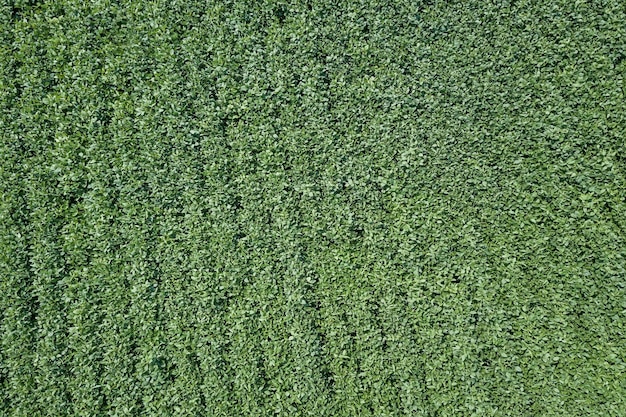 Green ripening soybean field. Rows of green soybeans Aerial.