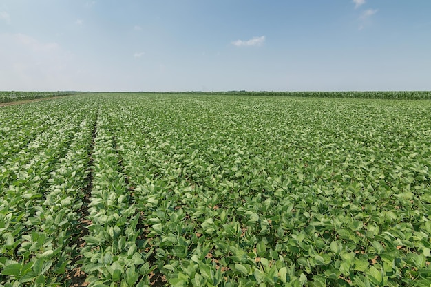 Green ripening soybean field. Rows of green soybeans. Soy plantation.