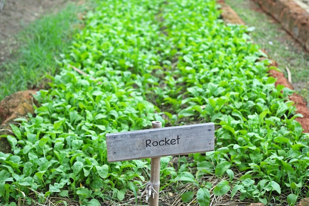 Green Rocket Salad, Hydroponic vegetable in farm.