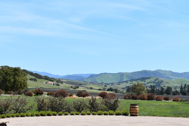 Green rolling hill landscape from a winery in Santa Ynez Valley California