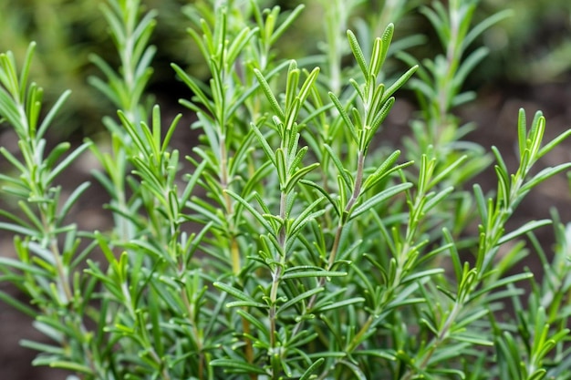 Photo green rosemary plant in a vegetable garden