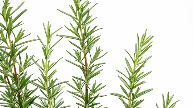 Photo green rosemary plant on a white background