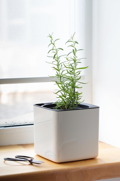 Green rosemary in a white cube pot on the windowsill. A potted rosemary plant. Kitchen herb plants. Green fresh aromatic herbs in pots. Aromatic spices Growing at home.