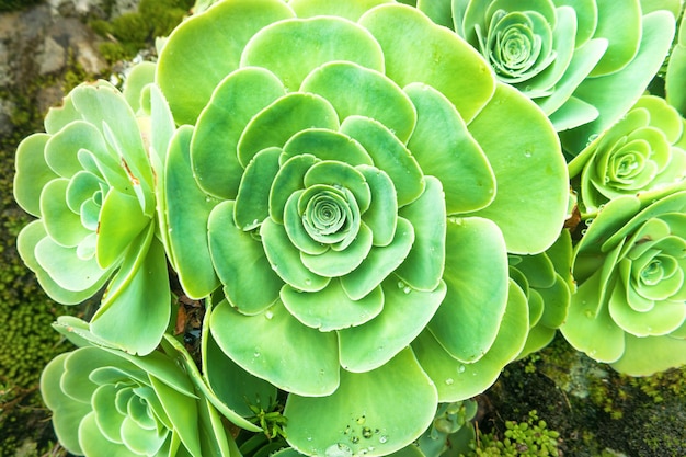 Green rosettes of succulent Aeonium arboreum endemic plant of Canary Islands. Tree aeonium or housel