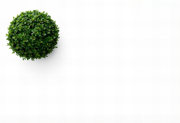 Photo a green round ball of green leaves is shown on a white background