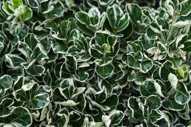 Green round leaves with white veins