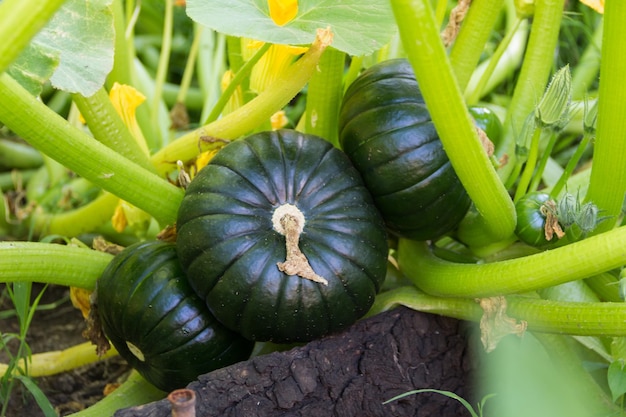 Green round trunk zucchini in the organic garden plant orginarians from south america