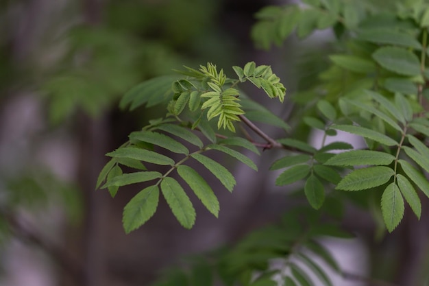 Green rowan leaves new branch