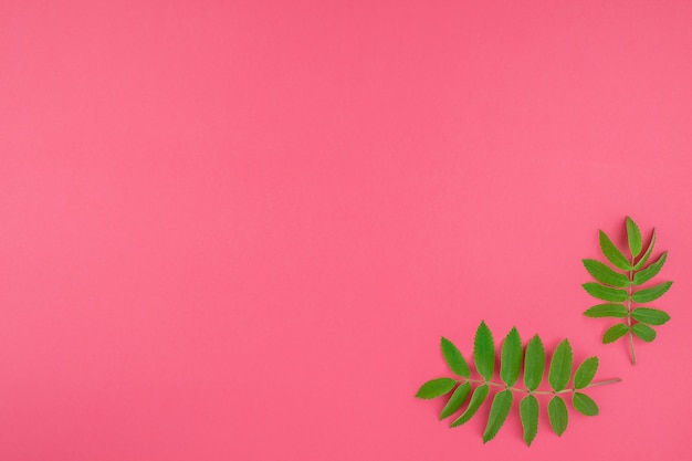 Green rowan tree leaves on bright pink background