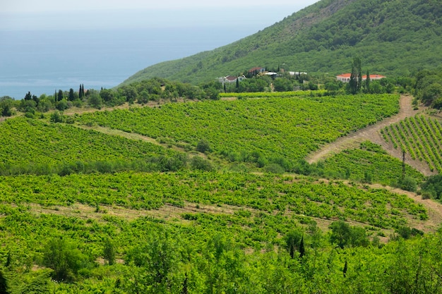 Green rows of vines at the foot of the mountains