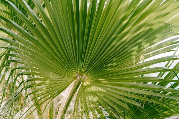 Green sabershaped sabal palm leaf with threads