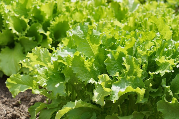 Green Salad. Carved leaves. Macro.