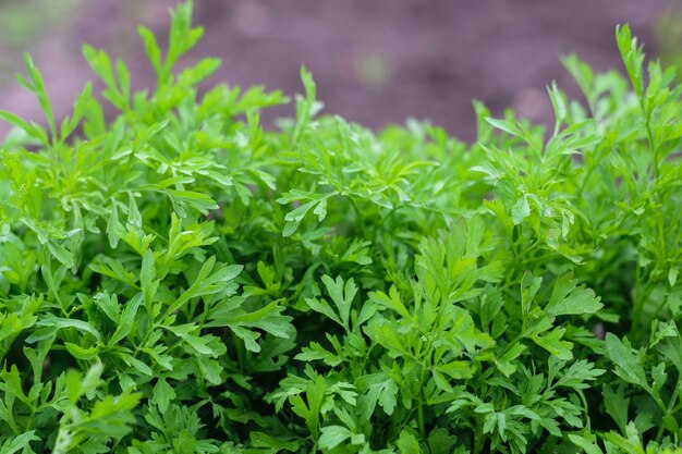 Green salad growing in the garden under the open sky. Fresh, healthy food growing in the garden.