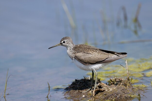 The green sandpiper (Tringa ochropus) stands on the shore of a pond.