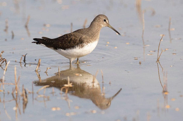 Green sandpiper Tringa ochropus Toledo Spain