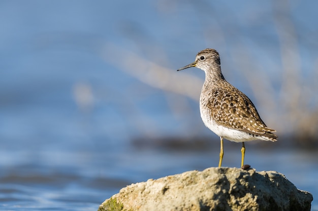 Green Sandpiper