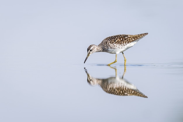 Green Sandpiper