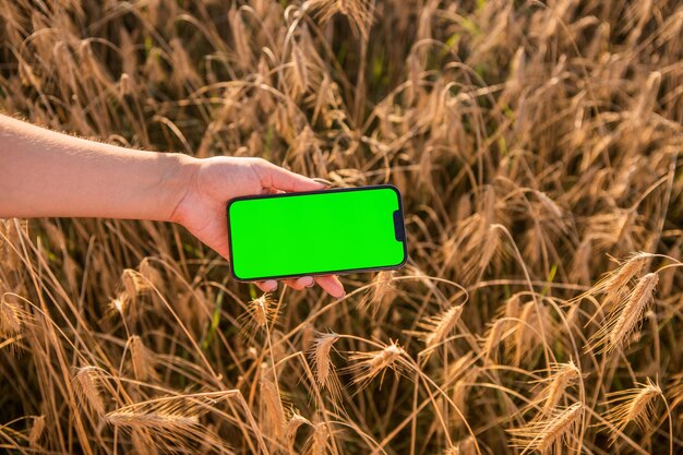 Green screen smartphone on the wheat field background. Chroma key. Harvest field