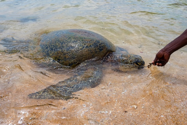 Green sea turtle or chelonia mydas on a beach