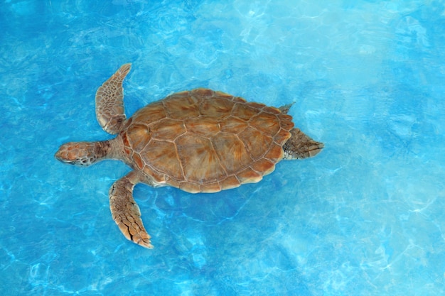 Green sea Turtle Chelonia mydas  Caribbean