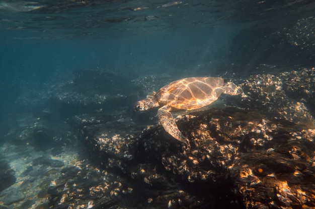 Green Sea Turtle Swimming Underwater in a Blue OceanWildlife ConceptCopy Space