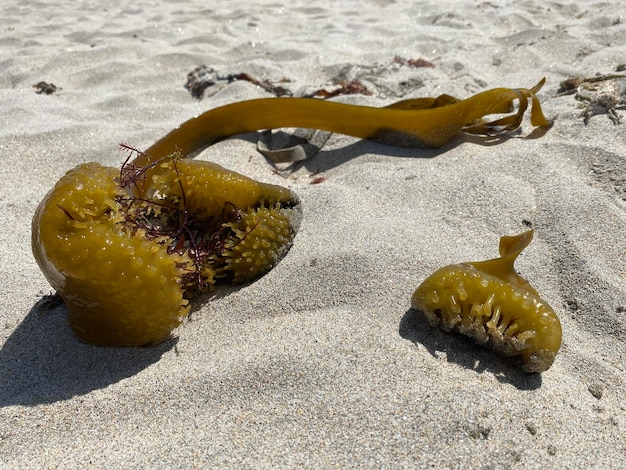 A green seaweed is laying on the sand and the bottom of it is a small piece of seaweed.