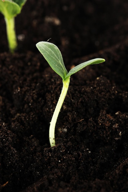 Green seedling growing from soil closeup