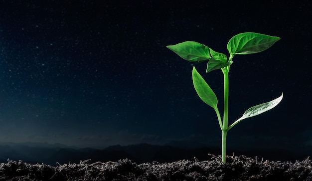 Green seedling growing on the ground at night