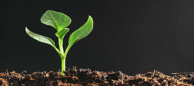 A Green seedling growing on the ground in the rain