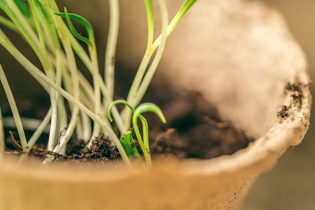 Green seedling growing out of soil