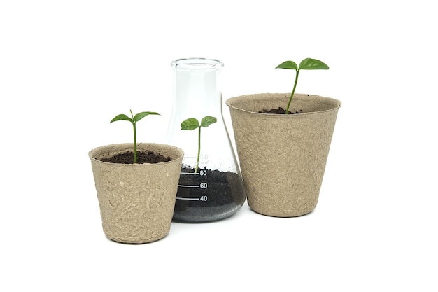 Green seedlings in biodegradable pots and glass flask