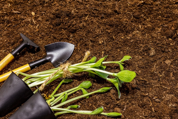 Green seedlings and garden tools on soil background. Ready for planting in open ground. Plant care concept