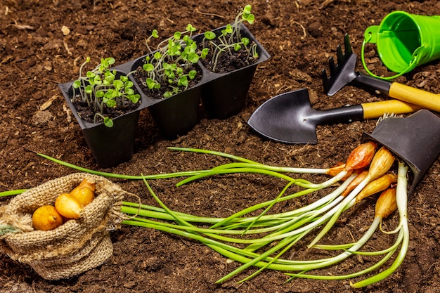 Green seedlings and garden tools on soil background. Ready for planting in open ground. Plant care concept