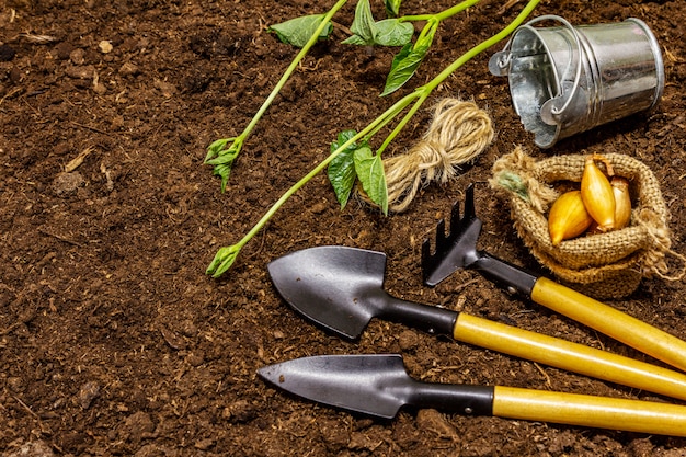 Green seedlings and garden tools on soil background. Ready for planting in open ground. Plant care concept