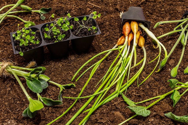 Green seedlings and garden tools on soil background. Ready for planting in open ground. Plant care concept