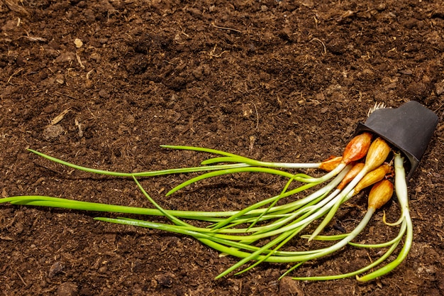 Green seedlings onion in plastic tray on soil background. Ready for planting in open ground. Plant care concept