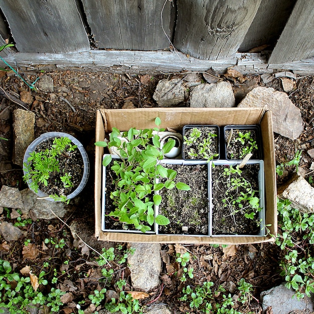 Green seedlings spring garden