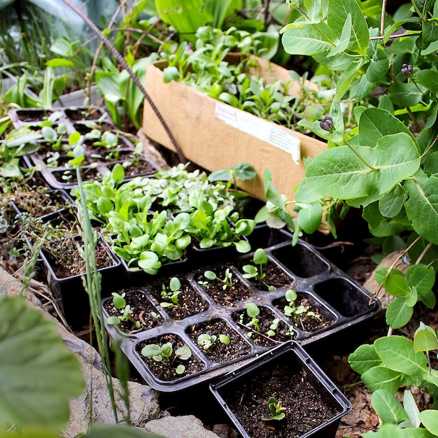 Green seedlings spring garden