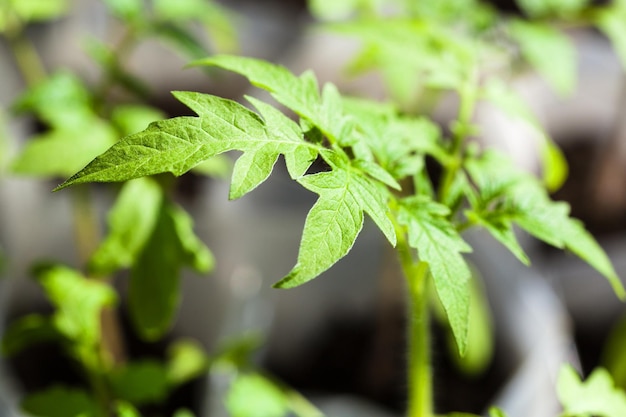 Green seedlings of tomato plant close up