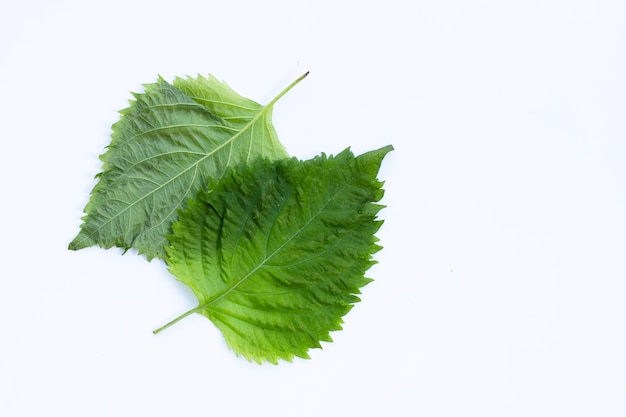 Green Shiso or oba leaves on white background