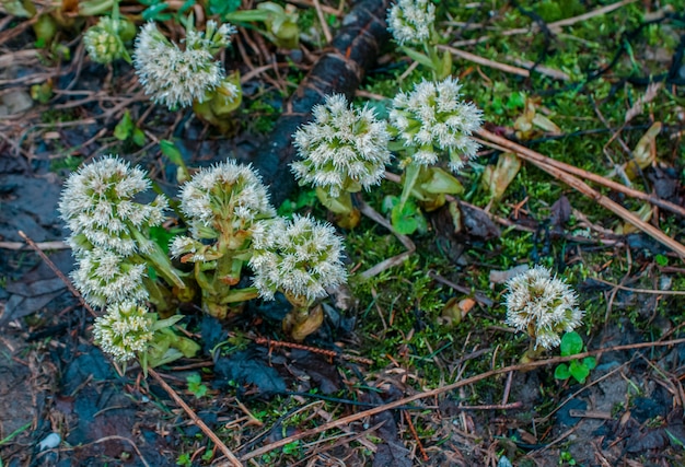 Green shoots flowers make their way through the forest floor in spring in the mountains