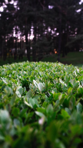 green shrub grass on a blurred background of green leaves