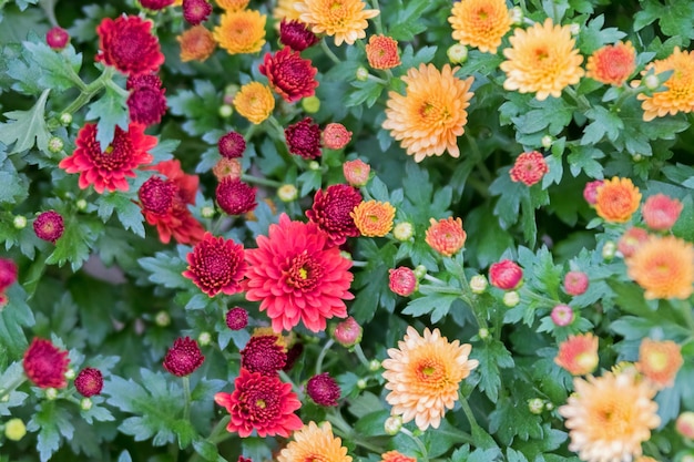 Green shrub with small yellow and red flowers