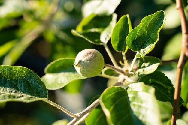 Green small apple on the spring tree