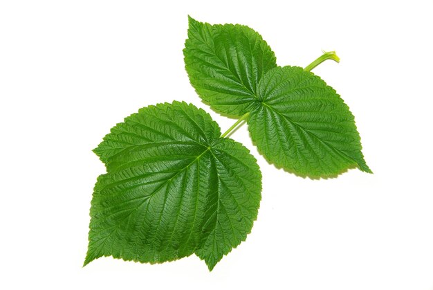 Green small leaf on the white background