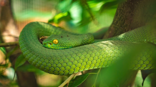 Green Snake Crawling On Tree