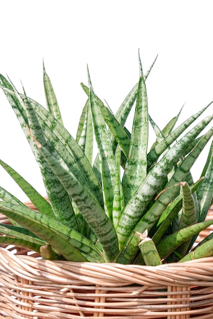 a green snake plant on white background